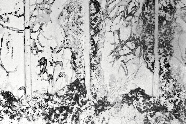 Espalier No.1-5, 2015 Sintered laser marking on Jingdezhen porcelain tile. 51.5 x 72 cm